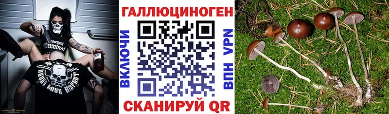 Купить закладки Шацк Галлюциногенные грибы мухоморы